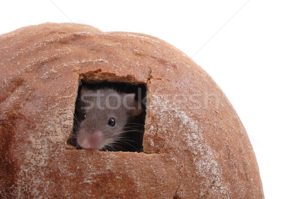 mouse and their house Stock photo © jonnysek
