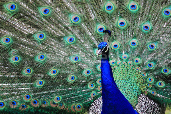 peacock  Stock photo © jonnysek