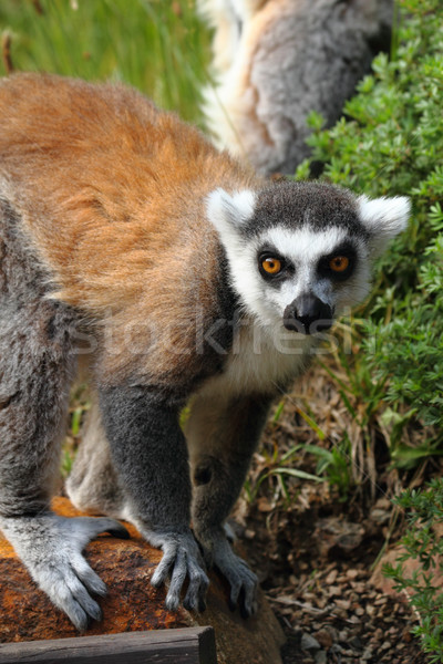Lemur monkey as very nice and funny animal  Stock photo © jonnysek