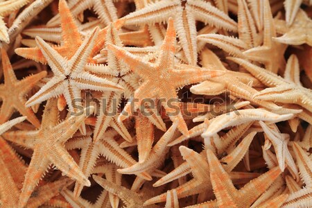 sea stars background Stock photo © jonnysek