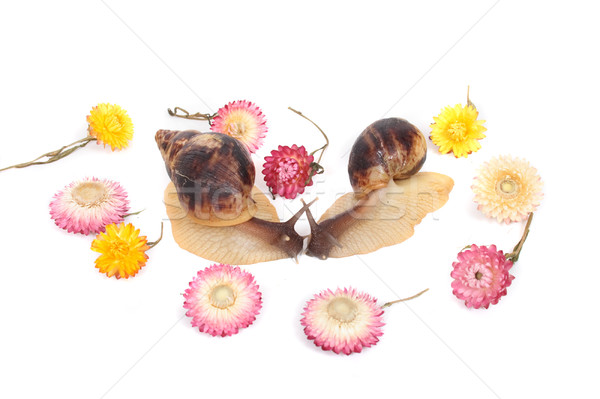 snails Stock photo © jonnysek