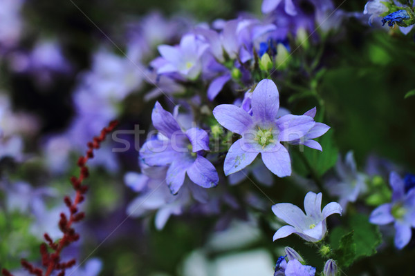 blue bell-flowers background Stock photo © jonnysek