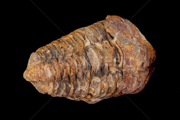 Velho fóssil isolado preto mar rocha Foto stock © jonnysek