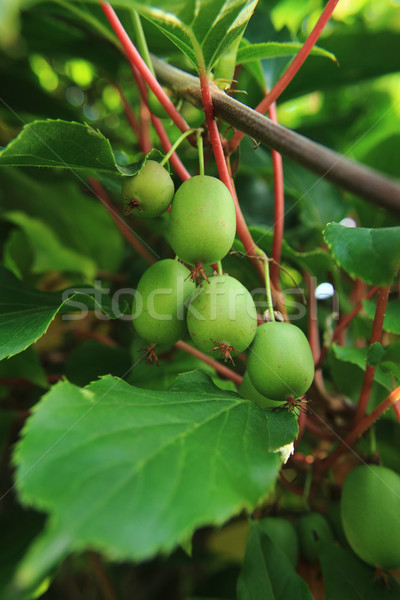 kiwi fruit (actinidia) Stock photo © jonnysek