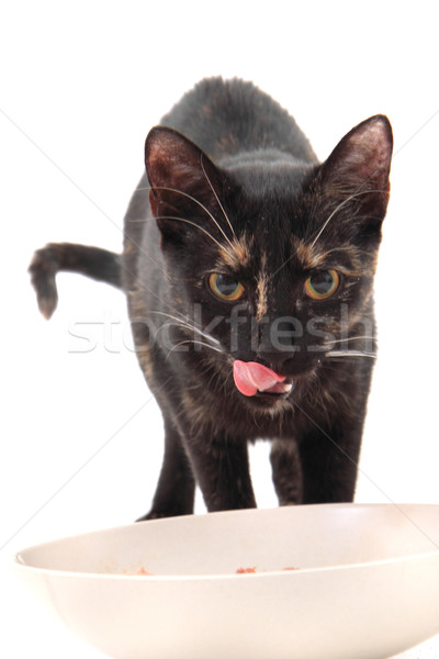 black cat eating meat  Stock photo © jonnysek
