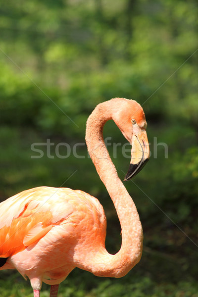 Flamingo natura verde dietro acqua bellezza Foto d'archivio © jonnysek