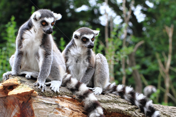 two lemur monkeys are resting Stock photo © jonnysek