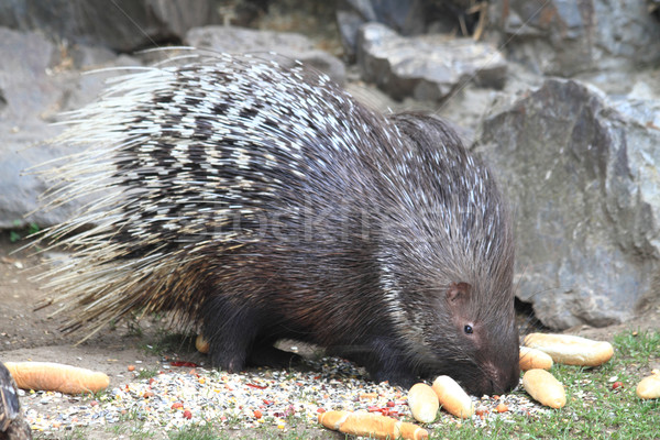 porcupine is eating rolls Stock photo © jonnysek