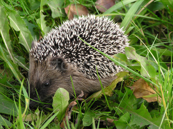 [[stock_photo]]: Hérisson · herbe · sweet · faible · nature · hiver