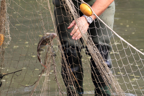 haul of carp fishes  Stock photo © jonnysek