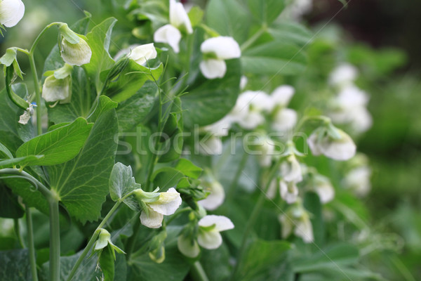 pea plant with flowers background Stock photo © jonnysek
