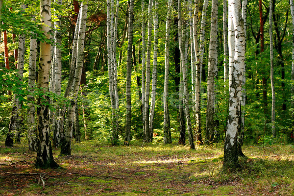 green forest in the spring Stock photo © jonnysek