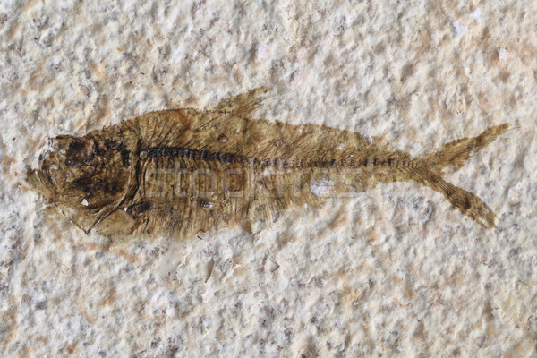 Ryb skamieniałość nice naturalnych geologia charakter Zdjęcia stock © jonnysek