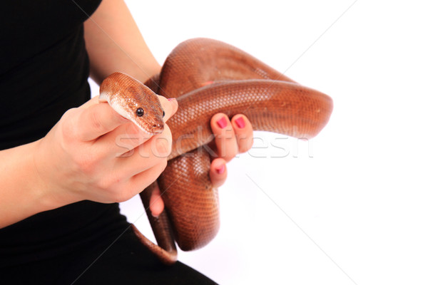 rainbow boa snake and human hands Stock photo © jonnysek