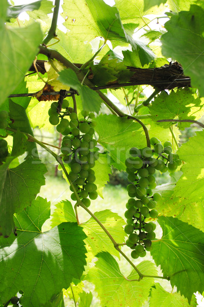 Raisins verts Nice fraîches raisins feuilles vertes vin Photo stock © jonnysek