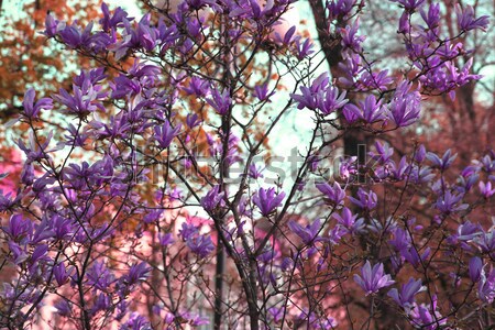 violet flower background Stock photo © jonnysek