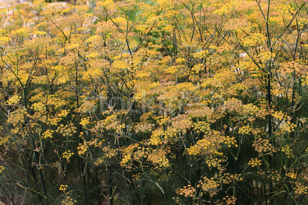 Stock photo: dill flowers