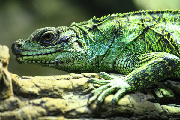 Grünen Eidechse wenig Drachen Wald Textur Stock foto © jonnysek