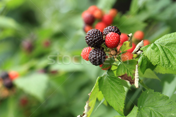 Taze böğürtlen güzel meyve doku arka plan Stok fotoğraf © jonnysek