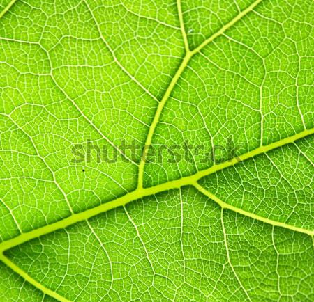 Foto d'archivio: Foglia · texture · foglia · verde · nice · naturale · natura