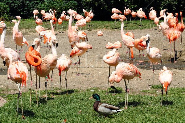 flamingos Stock photo © jonnysek