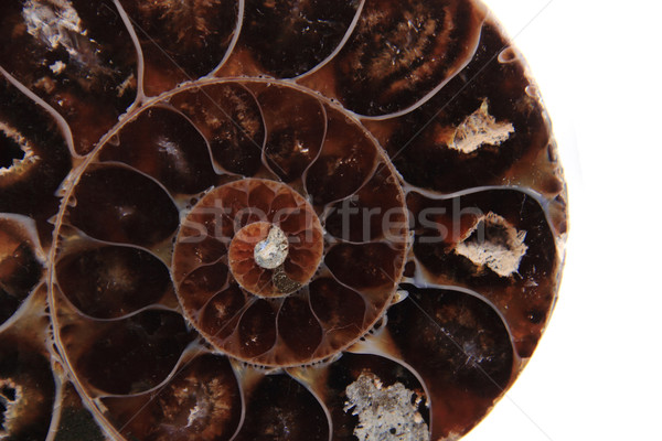 brown amonite skeleton detail  Stock photo © jonnysek