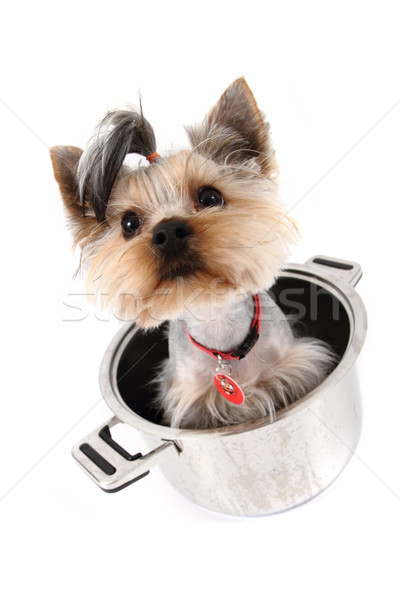 small yorkie dog in the pot Stock photo © jonnysek