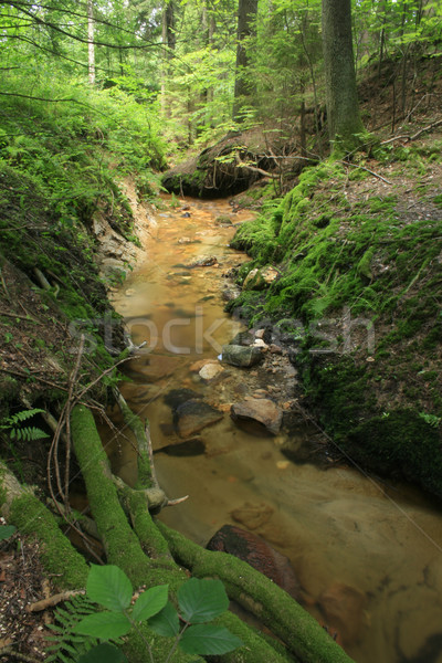 Foto d'archivio: Foresta · fiume · piccolo · profondità · verde · acqua