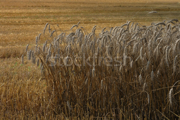 golden corn field Stock photo © jonnysek