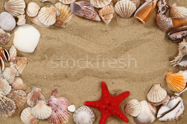 summer sea shells in the yellow sand Stock photo © jonnysek