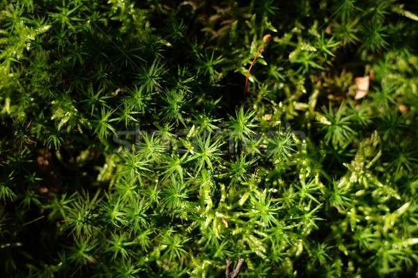 Moha tavasz friss zöld erdő fal Stock fotó © jonnysek