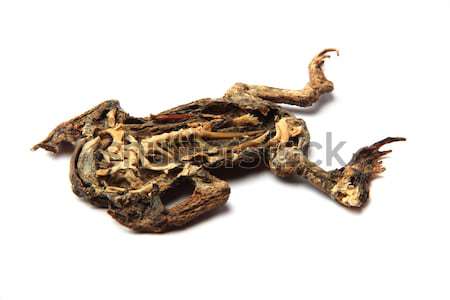 dead frog isolated Stock photo © jonnysek