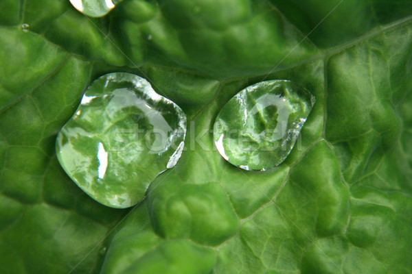 Krople zielone wody tekstury lasu Zdjęcia stock © jonnysek