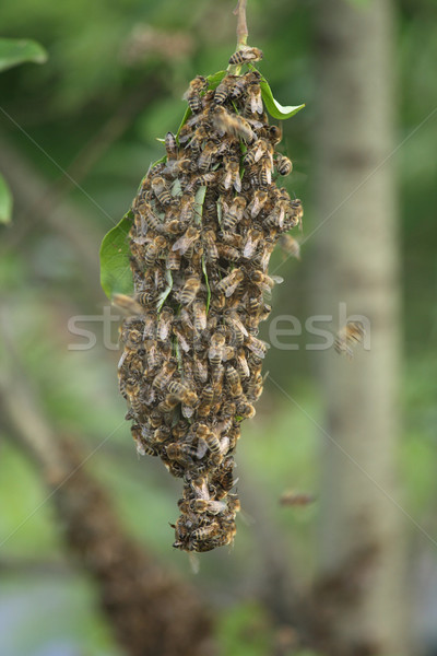 bee cluster Stock photo © jonnysek