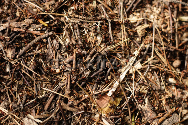 Karınca koloni Çek orman Bina çalışmak Stok fotoğraf © jonnysek