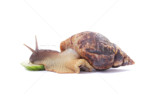 Stock photo: snail