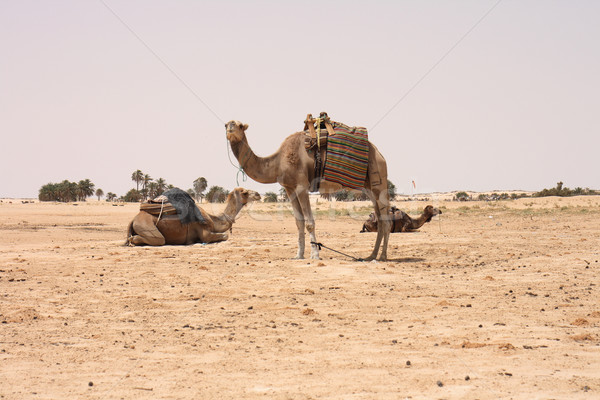 Chameaux sahara sécher Tunisie ciel soleil [[stock_photo]] © jonnysek