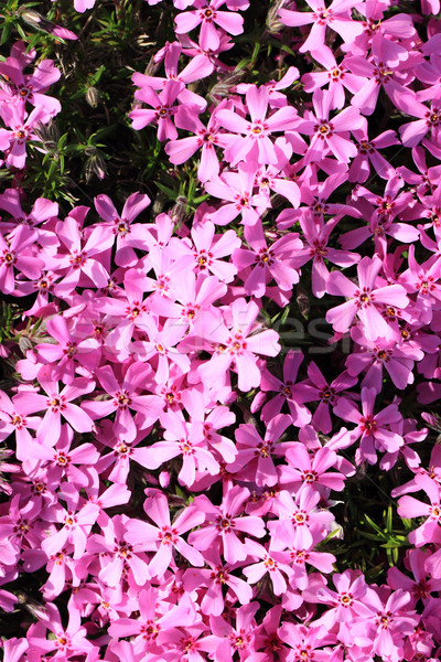 Violet bloemen textuur mooie voorjaar achtergrond Stockfoto © jonnysek