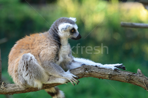 lemur monkey Stock photo © jonnysek