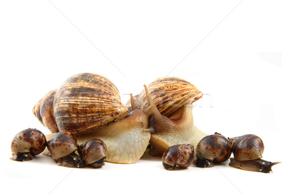 snail and his family  Stock photo © jonnysek