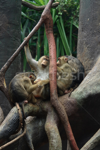 Küçük bir grup yüz kaya kırmızı maymun tropikal Stok fotoğraf © jonnysek