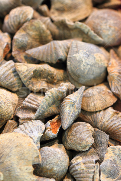 shell fossils Stock photo © jonnysek