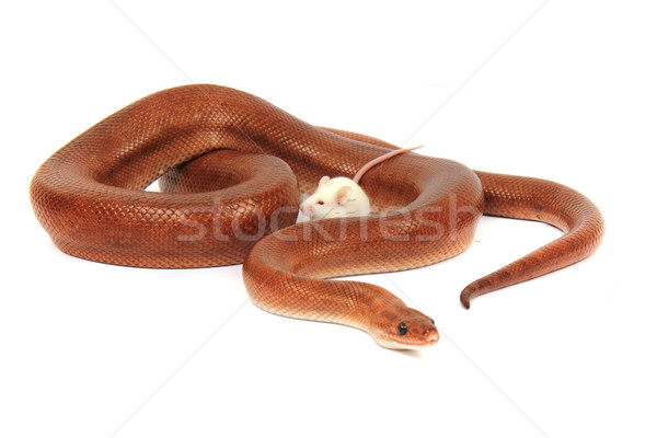 rainbow boa snake and his friend mouse Stock photo © jonnysek