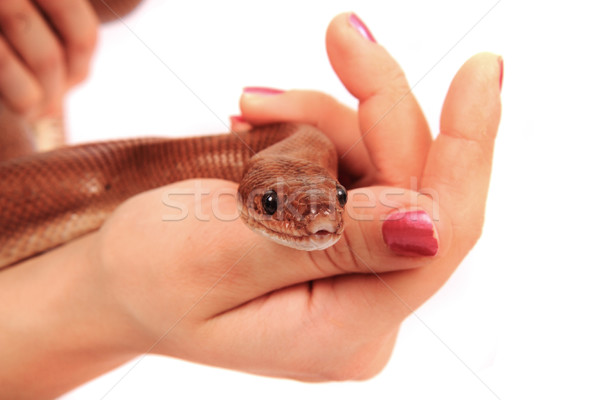 rainbow boa snake and human hands Stock photo © jonnysek