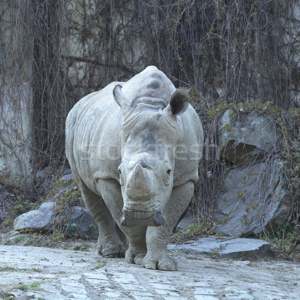rhino Stock photo © jonnysek