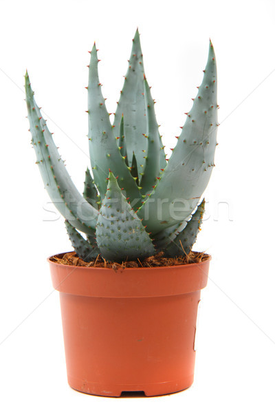 Aloe isoliert weiß medizinischen Design Blatt Stock foto © jonnysek