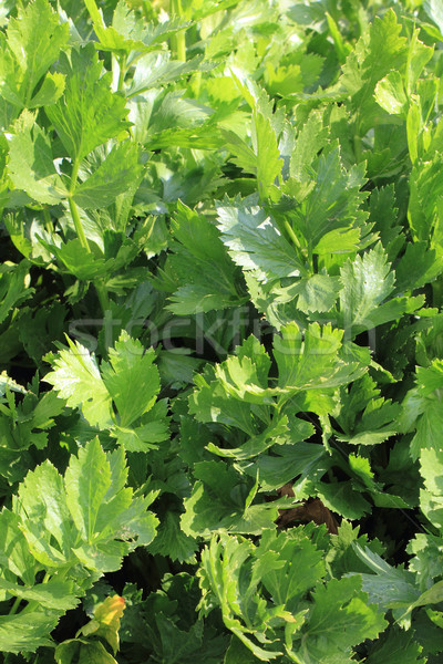 fresh celery vegetable background Stock photo © jonnysek
