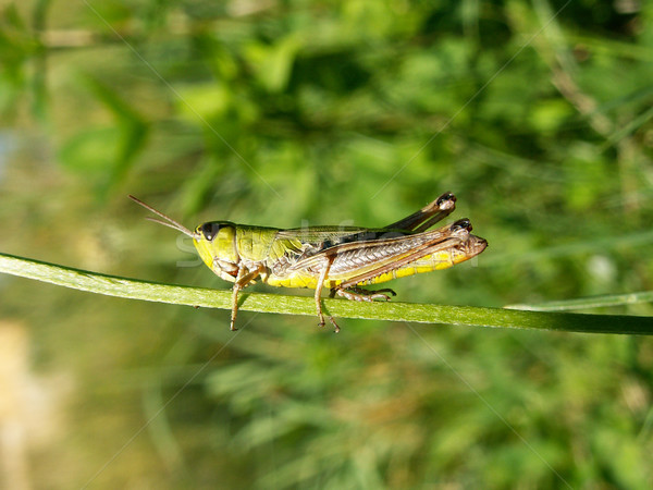 grasshopper in the grass
 Stock photo © jonnysek