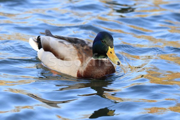 wild duck in the lake  Stock photo © jonnysek