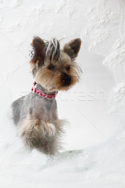 small yorkie in the winter window Stock photo © jonnysek